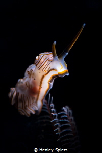 The Doughnut Nudi Wins Fashion Week by Henley Spiers 